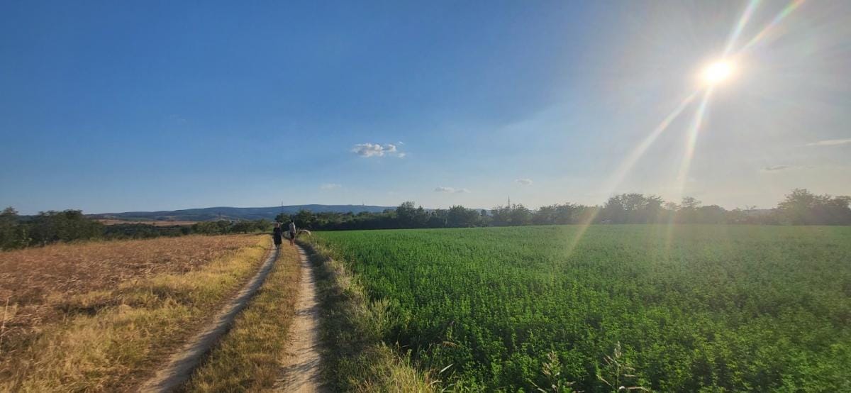 Plac Prodaja Novi Sad  0 m2