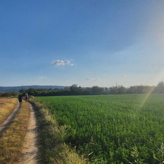 Plac Prodaja Novi Sad  0 m2