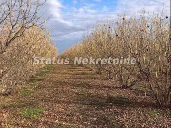 Plac Prodaja Bačka Palanka Gajdobra 0 m2