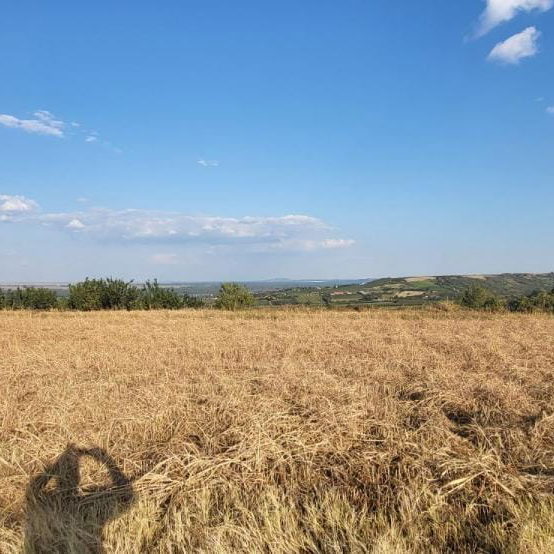 Plac Prodaja Novi Sad  0 m2