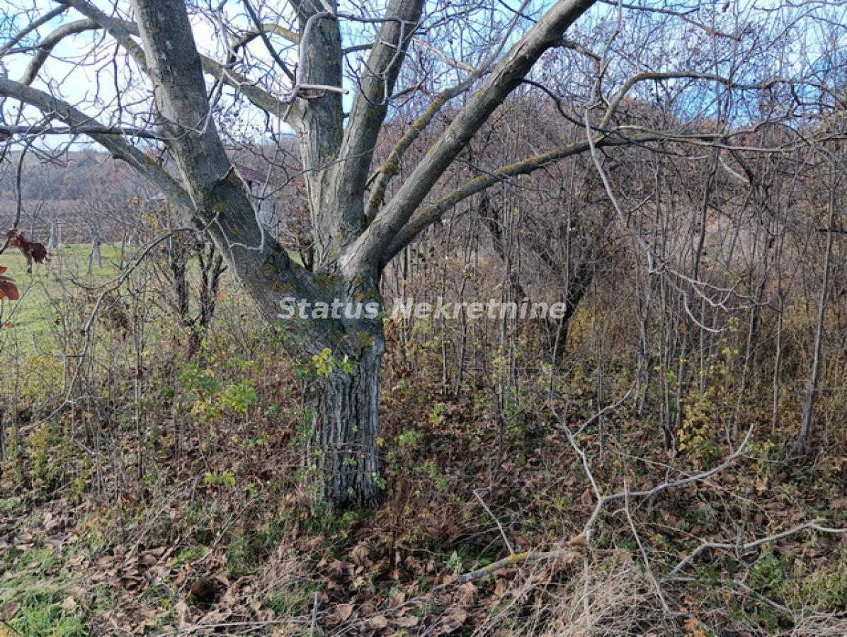 Plac Prodaja Sremski Karlovci  0 m2