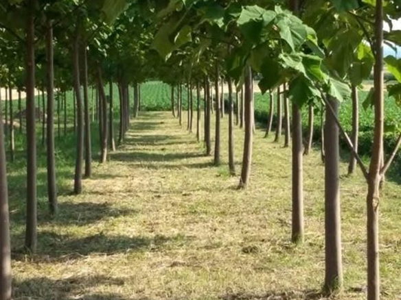 Kuća Prodaja Novi Sad  60 m2