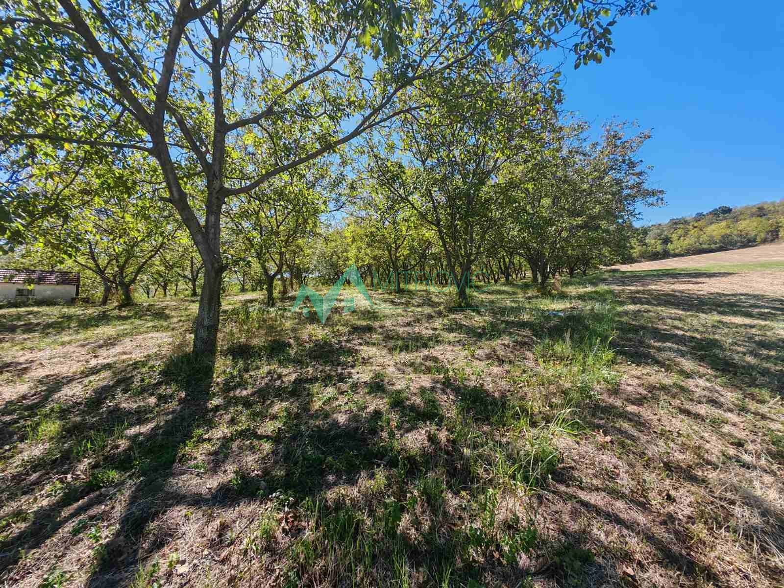Plac Prodaja Bukovac Plac Prodaja Bukovac 49059 m2
