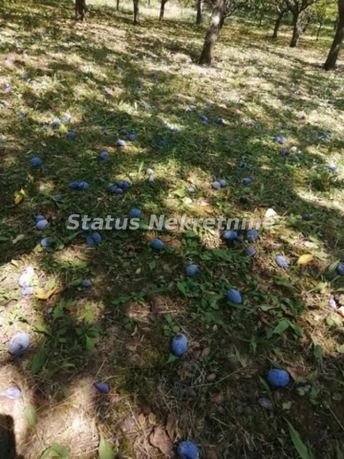 actionimagesite31agencystatusimg8jg40ka0ee-viber-image-2023-06-22-14-13-27-361-resize Plac na prodaju, Inđija, 21,65 ari, 49.000 €