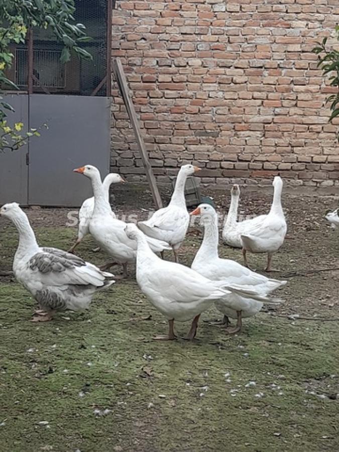 actionimagesite31agencystatusimg8zjw2ougny-20230831-122331-resize Kuća na prodaju, Ruma, 220m², 72.100 €