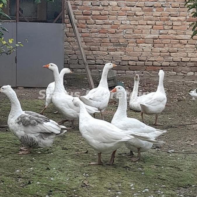 Kuća na prodaju, Ruma, 220m², 72.100 €