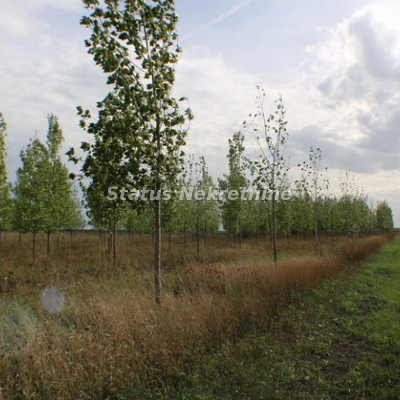 Plac na prodaju, Zrenjanin, 1378,38 ari, 115.000 €