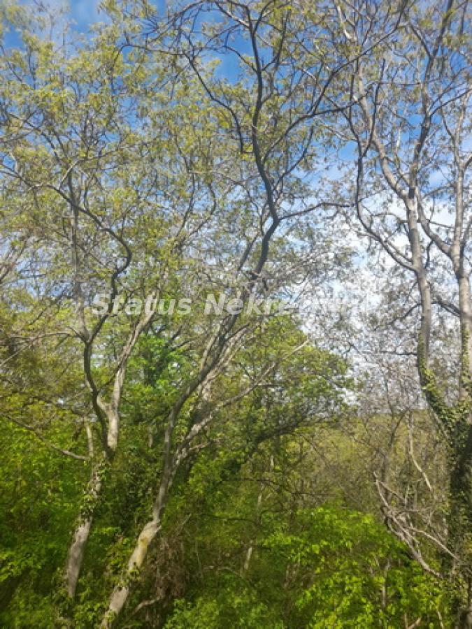 actionimagesite31agencystatusimgsipapcroni-20240406-145432-resize Plac na prodaju, Irig, 92,83 ari, 191.200 €