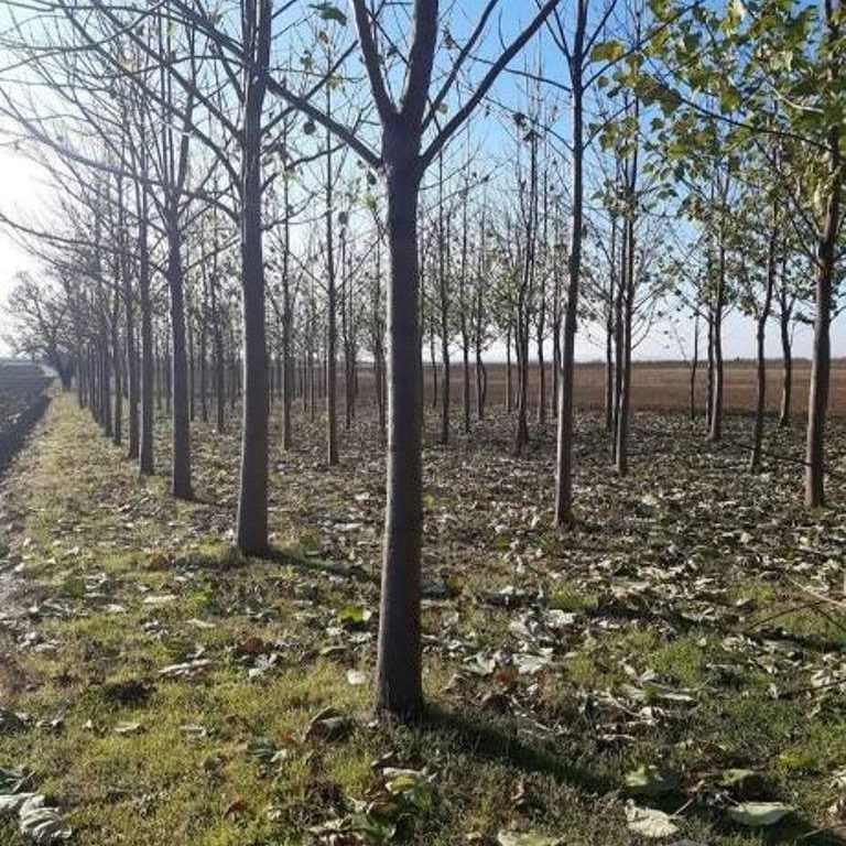 Kuća Prodaja Novi Sad  60 m2