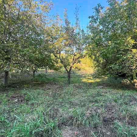 Plac Prodaja Novi Sad  1145 m2