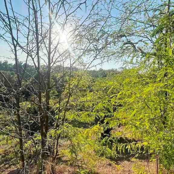 Plac Prodaja Novi Sad  1145 m2