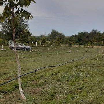 Plac na prodaju, Čortanovci, Inđija, 9711m², 72.100 €