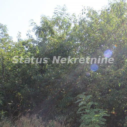 Plac na prodaju, Šangaj, Novi Sad, 63,96 ari, 270.000 €