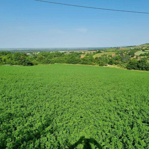 Plac na prodaju, Sremski Karlovci, 84 ari, 430.000 €