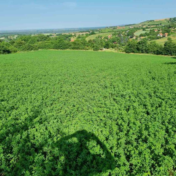 Plac na prodaju, Sremski Karlovci, 84 ari, 430.000 €