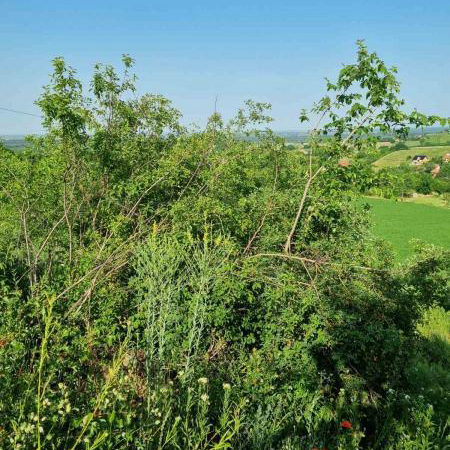 Plac na prodaju, Sremski Karlovci, 84 ari, 430.000 €