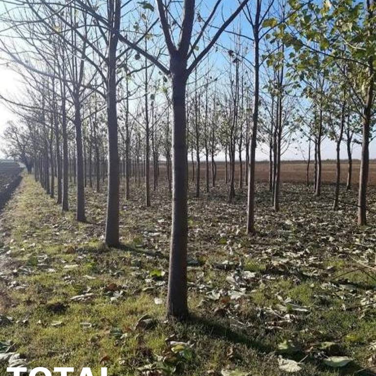 Kuća Prodaja Sremska Mitrovica  60 m2
