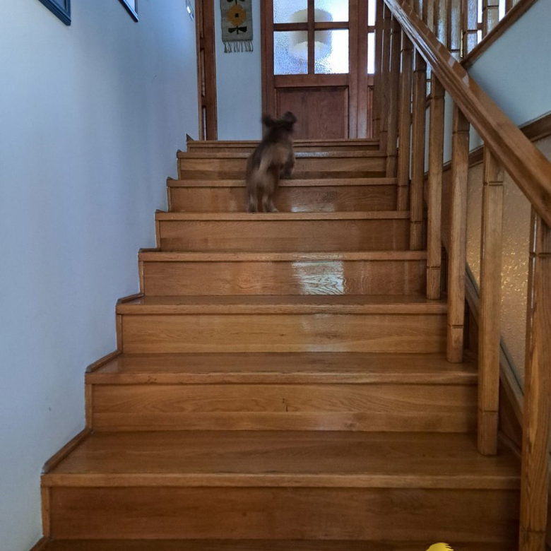Kuća za izdavanje, Veternik, Novi Sad, 50m², 300 €/mes