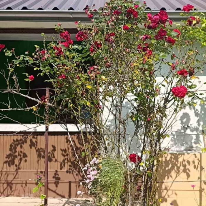 Kuća Prodaja Fruška Gora  56 m2