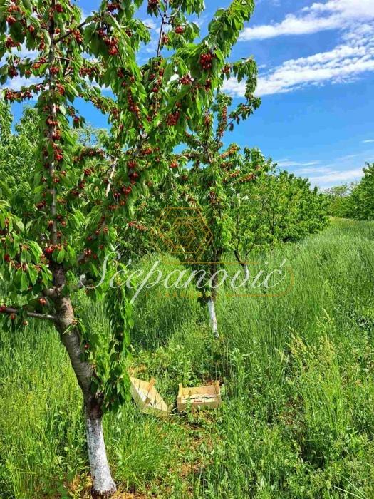 Plac Prodaja Sombor Plac Prodaja Sombor 13178 m2
