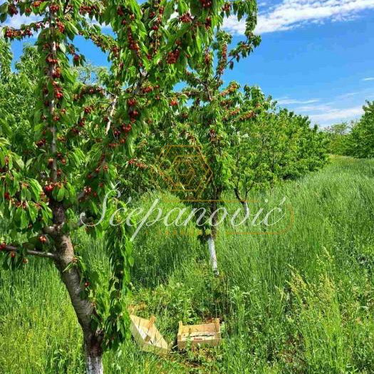 Plac Prodaja Sombor  13178 m2