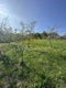 Plac Prodaja Irig  1678 m2