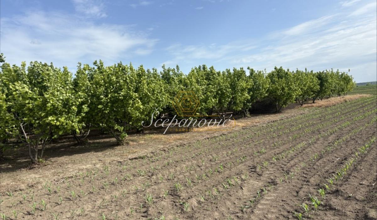 Plac Prodaja Sremska Mitrovica Plac Prodaja Sremska Mitrovica 22289 m2